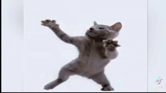 Кот мем