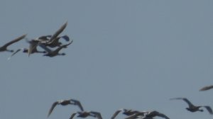 Лебединые стаи летят на юг