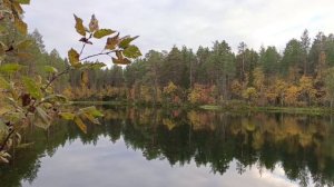 Музыка антистресс . Тихое лесное озеро . Релакс .