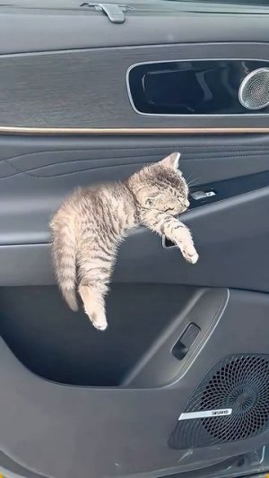 Смешные животные.