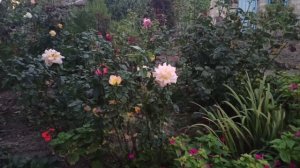 Прогулка по огороду.