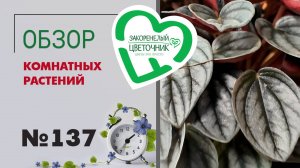 Обзор растений: гибискусы, каладиумы, пальмы, аглаонемы, тилландсии, папоротники, юкка, драцены. 137