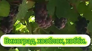 Виноградник, хобби, хозблок.