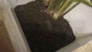 Простой способ размножить хрен у себя на участке. Рассада хрена.