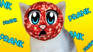 ПРАНКИ НАД КОТАМИ! КОШКА МУРКА И ПРАНКИ! [2018]