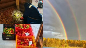 Перебираем картофель ,спускаем в подвал ,собираем урожай.