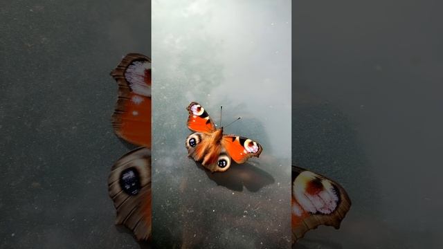 Дорогу осилит идущий смотреть онлайн