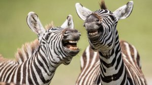 СМЕШНЫЕ КОТЫ И СОБАКИ | ЛУЧШИЕ ПРИКОЛЫ С КОТАМИ, КОШКИ, ЖИВОТНЫЕ