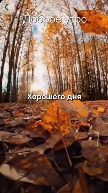 Доброе утро #утро #рек #рекомендации #яппи #солнце #осень #рутб #лайк смотреть онлайн