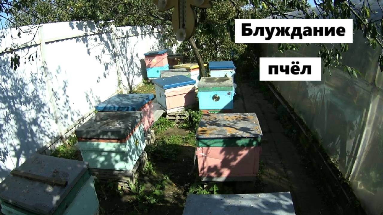 Близкое расположение ульев смотреть онлайн