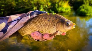 ЖЕСТКАЯ АТАКА!!! 🎯 НЕ ЗРЯ ЛАЗИЛ по ЗАРОСШЕЙ РЕЧКЕ! / РЫБАЛКА на СПИННИНГ в стиле МОРМЫШИНГ