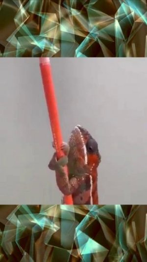 Мастер камуфляжа