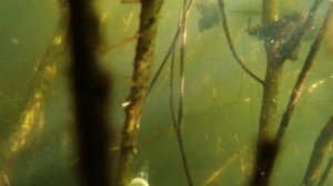 Середина лета 2025.