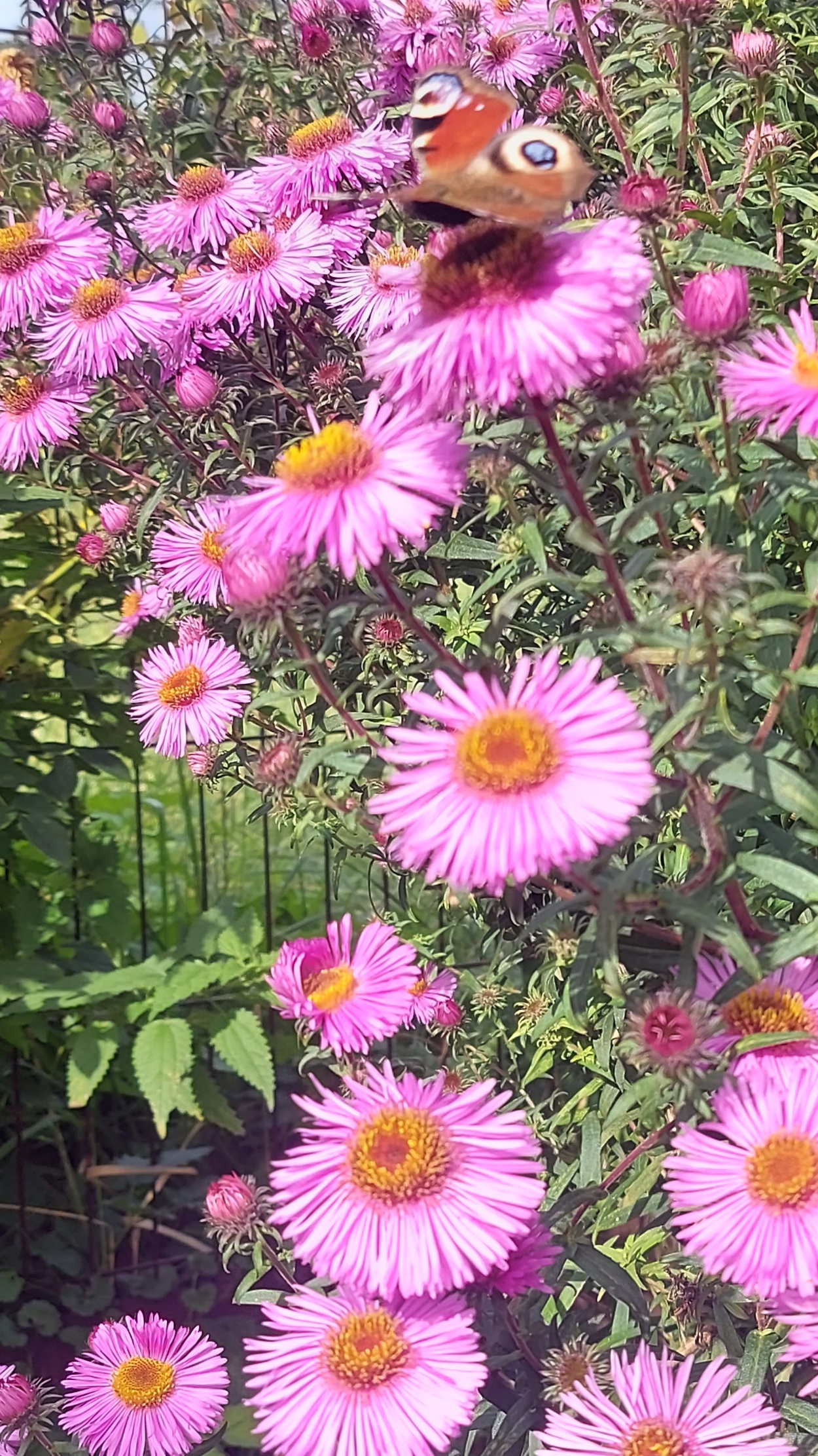 Царство бабочек над цветущей осенней астрой💜🦋💜🦋💜 смотреть онлайн