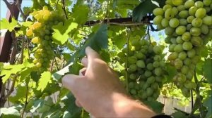 УСЛАДА и ПОМПЕИ виноград селекции Калугина В.М. +79900274169, +79900274170