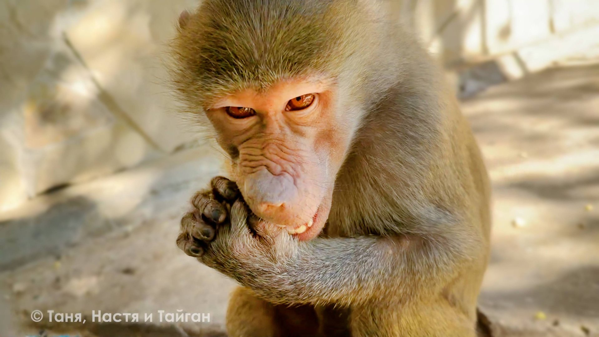 Задали Люсе сложную задачу! Веня агрессирует, Майя разозлилась - не украла телефон, а у Зинки любовь смотреть онлайн