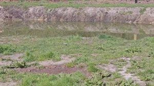 ДЕРЕВЕНСКИЙ БЫТ С ЖИВОТНЫМИ!