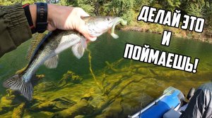 УЛОВИСТАЯ ПРОВОДКА - Джиг в коряжнике! Ловля судака! Рыбалка на спиннинг осенью