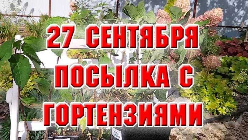 27 сентября. Обзор посылки с гортензиями