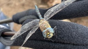 2 дня осенней рыбалки с лодки на реке Урал