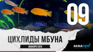 09. Цихлиды мбуна. #АкваПро