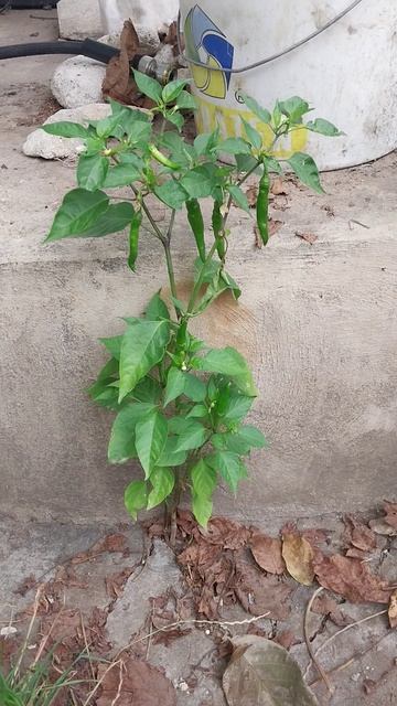 Удивительно, на, что способна природа, урожай в бетоне :) смотреть онлайн