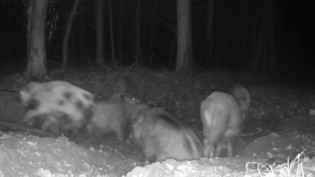 Кабаны фото ловушка смотреть онлайн