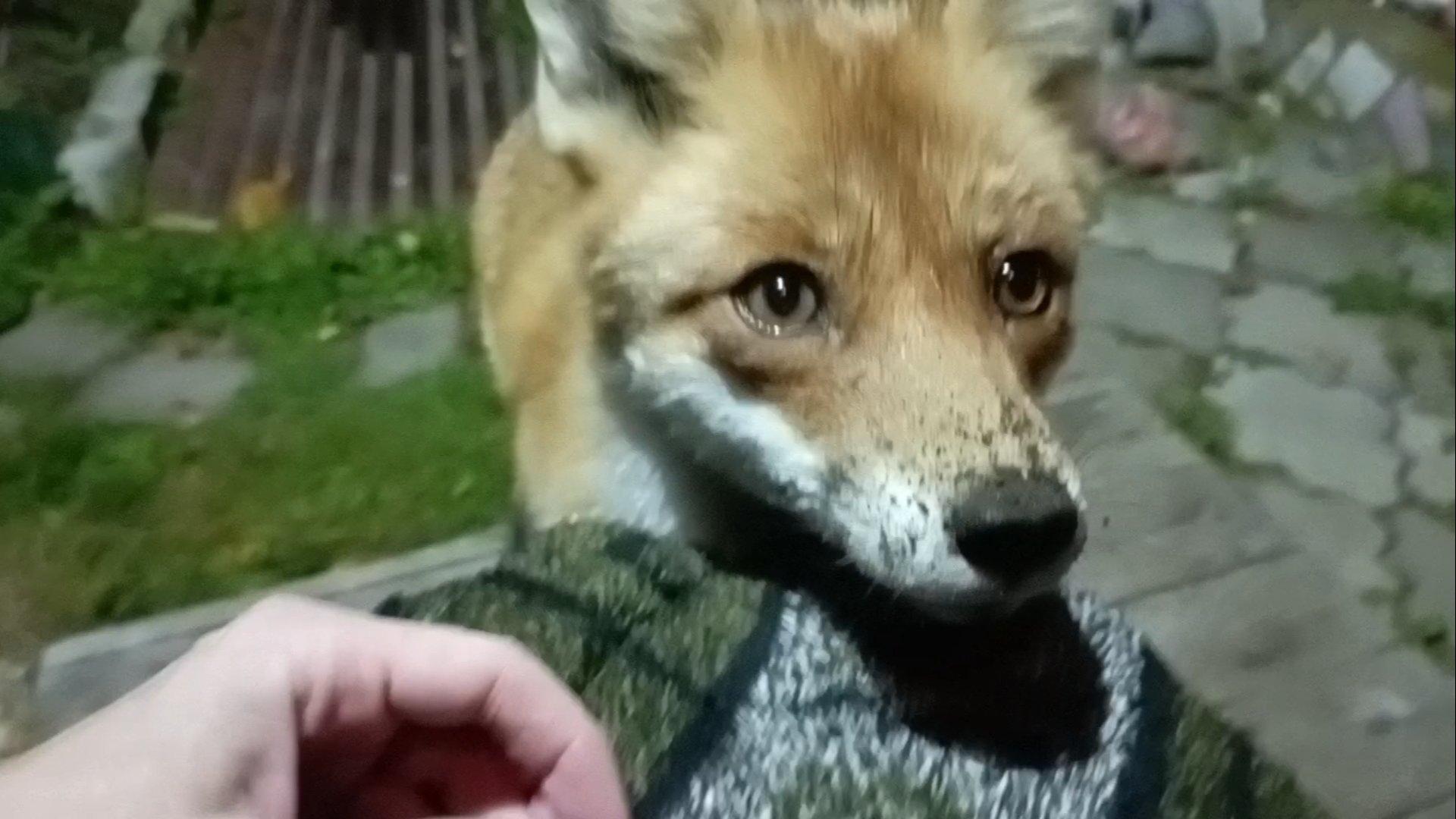 (1124) Лиса приходит в гости. Сентябрь 2025 смотреть онлайн