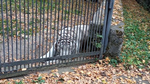 Бенгальский тигр Кови после завтрака захотел подремать 24.09.2025 смотреть онлайн