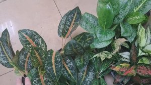 обзор поступления комнатных растений от 7апреля 2023г.  филодендрон Атлантис, хавортия, антуриумы..