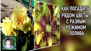 Вам нужно посадить вместе цветы с разными потребностями в поливе.  Как правильно это сделать.