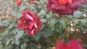 Я не умею выращивать розы🙈🙈🙈