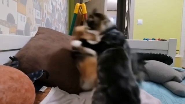сборник всех ии видео с моей собакой.