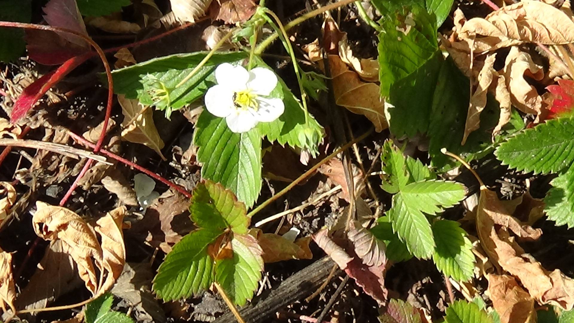 чем подкормить землянику во время цветения через сколько дней после цветения созревает земляника смотреть онлайн