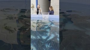 Осетровая ферма в Алексине