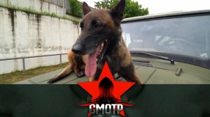 Отличная подготовка и острый нюх: служебные собаки ОМОН «Авангард» | «Смотр»
