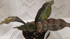 Сансевиерия Кирки копертон вар. 
Sansevieria kirkii copertone var. #sansevieria #сансевиерия #ханни