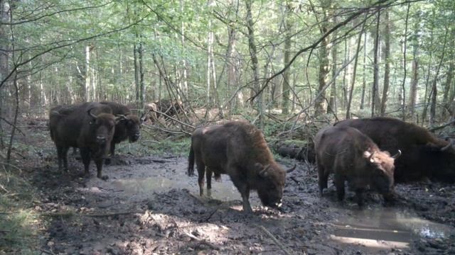 Фото ловушка смотреть онлайн