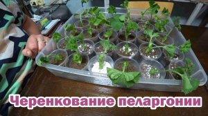 Черенкование пеларгонии