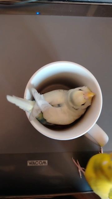 птичий латте)