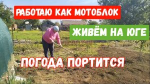 #92🌷Работаю как мотоблок😄/Неправильно делаю🌹/Шарлотка/Подрезала гибискусы