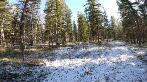 Осенняя сказка. Охота на рябчика.