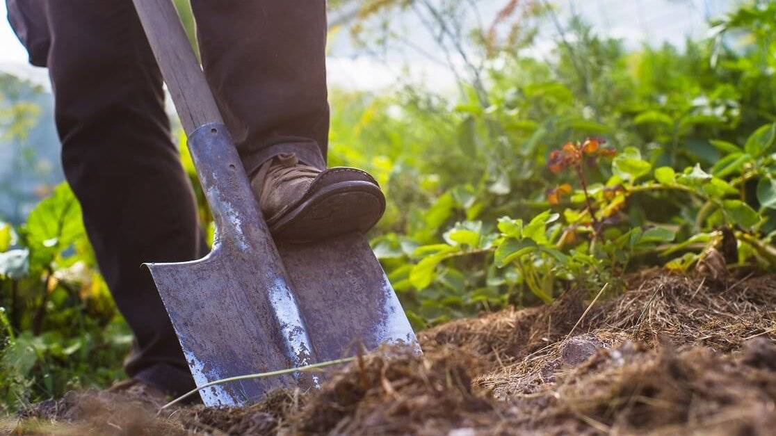 Начало осеннего копа 2025 Огороды