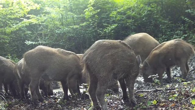 Кабанчики фото ловушка смотреть онлайн