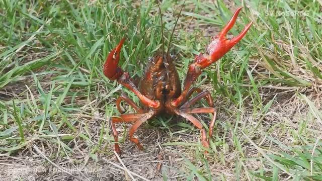 Почему Красный болотный рак — Procambarus clarkii считается экологически пластичным видом ? смотреть онлайн