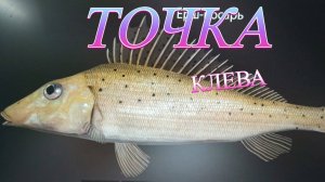 ЕРШ НОСАРЬ КООРДИНАТЫ КЛЕВА!!!СЕВЕРСКИЙ ДОНЕЦ - РУССКАЯ РЫБАЛКА 4