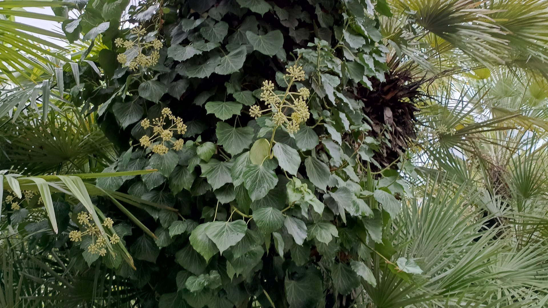 Какие растения привезла с отпуска. Как и чем обработать растения в отпуске смотреть онлайн