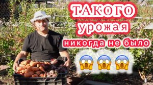 Убираем морковь и свеклу. Готовим грядки под посадку чеснока и лука.