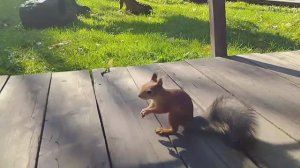 Дино парк. Екатеринбург парк Маяковского. Белки и динозавры🦕