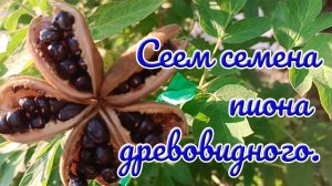 08.09.25г. Вы просили.Посев семян пиона древовидного и о саженцах и семенах.
